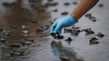 Un voluntario ayuda a neonatos de tortugas Lora marinas (lepidochelys olivacea) tras ser extraídas de los nidos del vivero de la Fundación Tortuguías, para ser liberadas en las costas de Punta Chame.