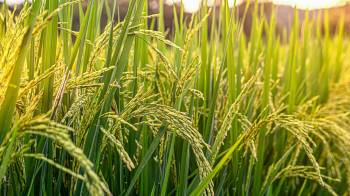 La producción de arroz se encuentra entre los rubros que ya no recibirán compesación, por parte, del Mida.