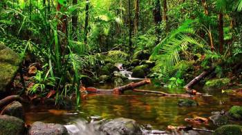 Panamá cuenta con bosques tropicales en las vertientes Atlántica y Pacífica, en provincias como Darién, Colón, Coclé, Chiriquí, Veraguas, Bocas del Toro, Los Santos y Panamá.