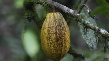 Fotografía de un fruto de cacao en Río Oeste Arriba (Panamá). EFE/ Carlos Lemos