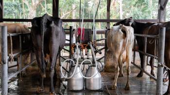 Video, Anaprole: La industria procesadora de leche en Panamá es autosostenible