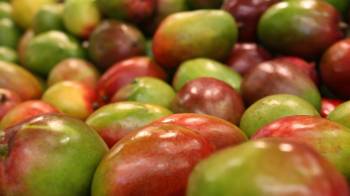 Alcaldesa de Arraiján organiza Feria del Mango: conozca los detalles aquí