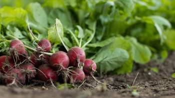 Se necesita historia política para explicar por qué la supervisión de las políticas agrícolas, alimentarias y nutricionales de Panamá es tan fragmentada y complicada.