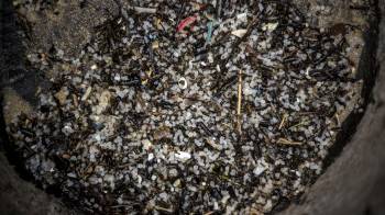 Detalle de los pellets de plástico recogidos por los operarios contratados por Tragsa en la playa de Seiras (Porto do Son), A Coruña, después de que el buque 'Toconao', con bandera de Liberia, perdiera 26.250 kilos de estas diminutas bolitas frente a las costas portuguesas.