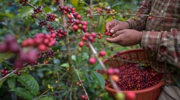 En la actualidad hay cerca de 6.000 productores de café en Panamá.