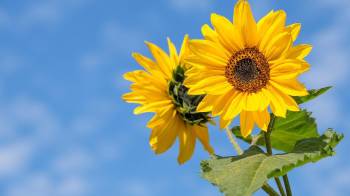 Regalar flores amarillas es una tradición simbólica para expresar amor, esperanza y nuevos comienzos.