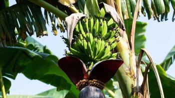 Bocas del Toro tiene la mayor producción de banano del país