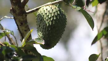 Las guanábanas son uno de los cultivos de la finca agroforestal.