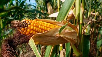El maíz es un grano que se utiliza tanto para el consumo humano como para la elaboración de alimento animal.