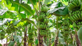 Hasta el momento se han cerrado 3 fincas bananeras en Bocas del Toro a raíz de las protestan que mantiene el sector en la provincia.