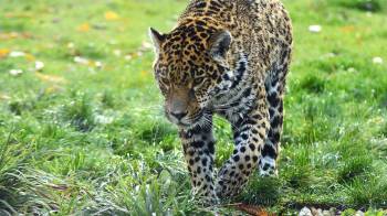 El primer censo de jaguares en Panamá destaca la conservación y el rol femenino en la protección de esta especie.