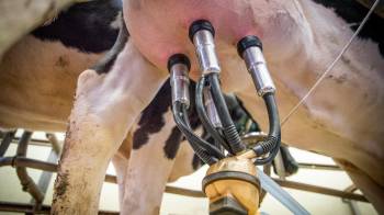 Fenómenos climáticos afectan la producción de leche en Panamá y, por ende, el consumo, advierte el sector