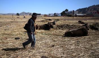 Fotografía de archivo de un poblador de Huarina caminando en medio de pastizales secos y ganado que descansa en inmediaciones del Lago Titicaca en Huarina (Bolivia).