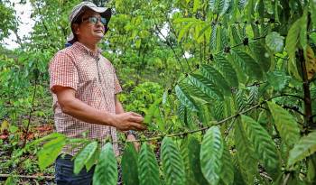 El productor Gustavo González examina uno de sus plantones de café robusta en su finca Adriana Victoria, ubicada en Tres Hermanas, de Capira.
