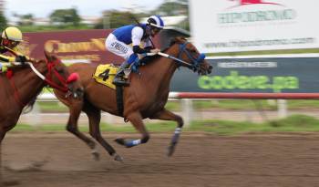 ‘Jaque Doble’ se acerca a la meta para ganar el Clásico Temístocles Diaz Q. y ponerse en la línea rumbo a la Copa Dama del Caribe.