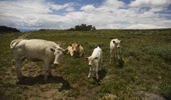 El censo se realizará del 1 al 30 de agosto, con la perspectiva de abarcar a más de 300,000 productores agropecuarios y pescadores.
