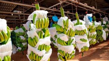 En Colombia se observó un descenso del 6% en los precios del banano