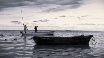 Los pescadores panameños iniciaron la captura de camarón, después de culminar el primer perorido de veda.