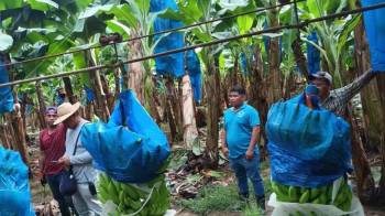 La huelga del sector bananero cumplirá sus primeros 30 días mañana, 28 de mayo.