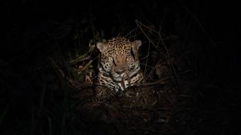 El jaguar tiene una alta presencia en la área este del país, que incluye las provincias de Panamá, Darién y la Comarca Guna Yala.