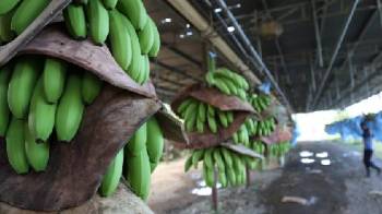 El banano se consolidó como el producto insignia de exportación panameña.