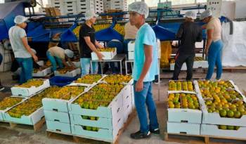 Cítricos panameños se abren espacio en el mercado antillano