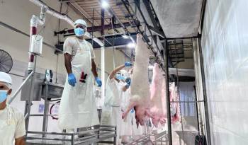 Trabajadores de la planta procesadora Ungasa. S.A. que preparan los cerdos en canal.
