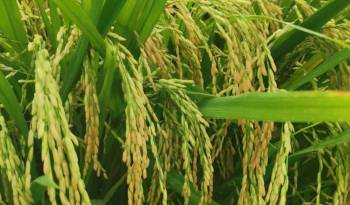 Durante los congresos se podrá conocer las últimas tendencias tecnológicas en la producción de arroz.