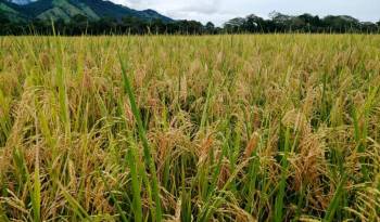 Un campo de arroz sembrado, el principal grano en la mesa de los panameños.