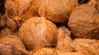 El que sube como palma, puede permanecer como coco