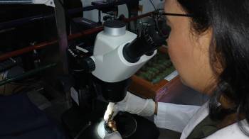La bióloga Stephanie Castillo analiza moluscos y babosas en el laboratorio de malacología.