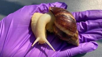 El caracol terrestre africano gigante ha sido erradicado dos veces en Florida, la primera detección fue en 1969 y fue erradicado en 1975.
