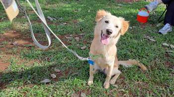 El adiestramiento canino ayuda a evitar problemas de conducta.