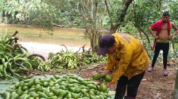 En Darién el proceso de producción inició en febrero y oscila aproximadamente entre 10,000 y 15,000 unidades diarias.