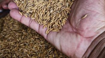 Hasta la fecha se han cosechado más de 80,000 hectáreas de arroz.