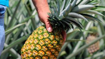 Al cierre del ciclo agrícola 2023-2024, la provincia de Panamá Oeste contaba con más de 1,776 hectáreas sembradas de piña.