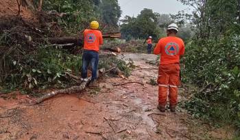 Las intensas lluvias han provocado la caída de árboles en varias regiones del país.