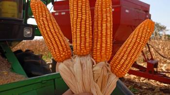 El grano “rojo” es el más buscado para elaborar las viandas típicas.