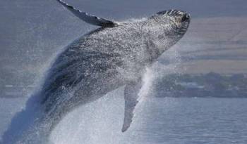 La resolución, entre otras cosas, pidió ‘el reconocimiento de las poblaciones de ballenas como recursos naturales esenciales’.