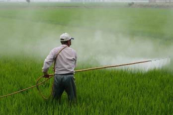 El 90% de los agroquímicos en Panamá son destinados a la agricultura.