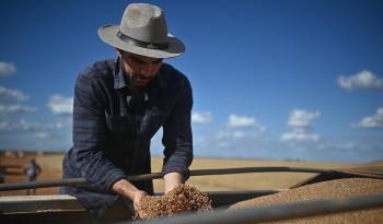 Fotografía de archivo de un hombre cosechando trigo en la zona rural de Brasilia, Brasil.