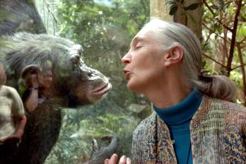 Goodall imitaba a los chimpancés, se sentaba con ellos en árboles y compartía sus plátanos en misiones pioneras de investigación en Tanzania en el hábitat de los animales.