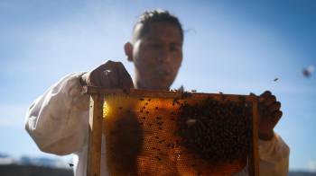 Luis Flores, un joven agrónomo boliviano que hace tres años rescata abejas.