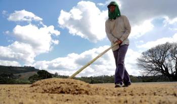Fotografía de archivo de un agricultor mientras prepara granos de café en el estado de Minas Gerais, Brasil.