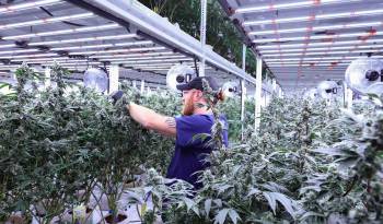 La certificación como sommelier de cannabis en Colorado es un reconocimiento a la experiencia y el conocimiento profundo de esta industria.