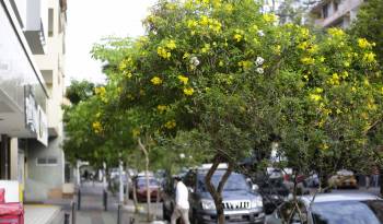 Fotografía de guayacanes florecidos este miércoles en Ciudad de Panamá (Panamá).