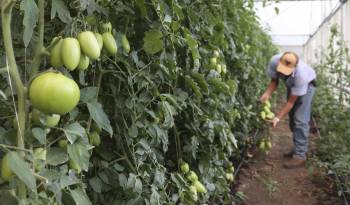 Fotografía de archivo donde se ve a un agricultor cosechando tomates en una finca en Chiriquí (Panamá).