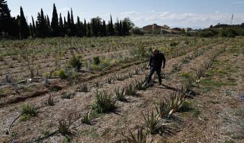 Laurent Maynadier, productor de vino en el viñedo 'le Champs des soeurs', conduce un tractor a lo largo de hileras de vides mientras trabaja en su viñedo en Fitou, departamento de Aude, sur de Francia, 23 Abril de 2024.