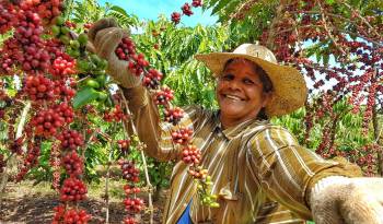 Las mujeres, a lo largo de la historia, han desempeñado un papel importante en la producción del café, incluyendo la cosecha.