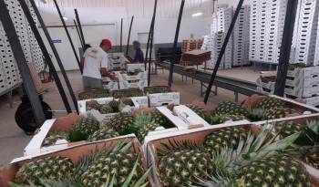 La producción y exportación de rubros como la piña MD2 tienen muy buena aceptación en el mercado europeo.